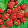 200 Alpine Strawberry Seeds - Heirloom Perennial Fruit, Non-GMO, Outdoor - Image 1