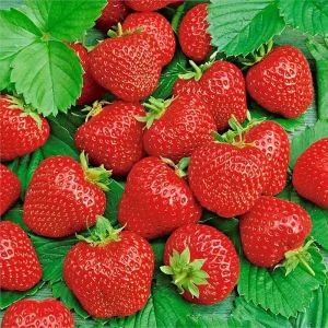 200 Alpine Strawberry Seeds - Heirloom Perennial Fruit, Non-GMO, Outdoor - Image 1
