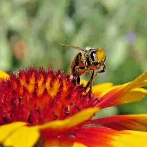 200+ Blanket Flower Seeds Hummingbird Mix - Perennial Gaillardia Wildflower - Image 2