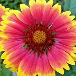 200+ Blanket Flower Seeds Hummingbird Mix - Perennial Gaillardia Wildflower - Image 3