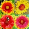200+ Blanket Flower Seeds Hummingbird Mix - Perennial Gaillardia Wildflower - Image 1