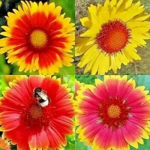 200+ Blanket Flower Seeds Hummingbird Mix - Perennial Gaillardia Wildflower - Image 1