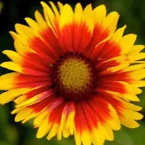 200+ Blanket Flower Seeds Hummingbird Mix - Perennial Gaillardia Wildflower - Image 4
