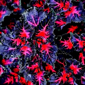 25 Coleus Black Dragon Lulu Seeds - Rare Dark Foliage Ornamental Plant for Garden & Indoors - Image 3