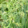 25 Egyptian Walking Onion Sets - Perennial Multiplier Tree Onion Bulbs for Outdoor Gardens - Image 1