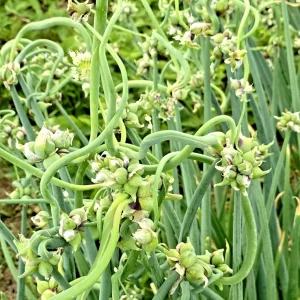 25 Egyptian Walking Onion Sets - Perennial Multiplier Tree Onion Bulbs for Outdoor Gardens - Image 1