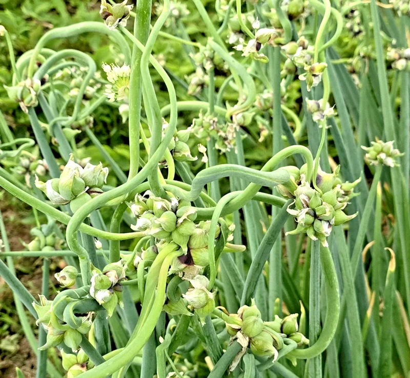 25 Egyptian Walking Onion Sets - Perennial Multiplier Tree Onion Bulbs for Outdoor Gardens - Image 1
