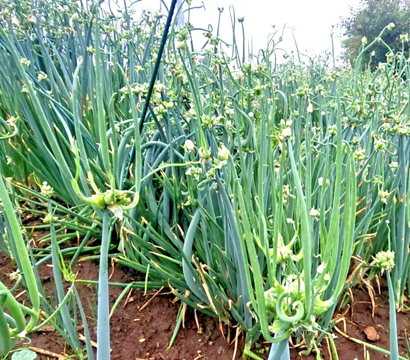 25 Egyptian Walking Onion Sets - Perennial Multiplier Tree Onion Bulbs for Outdoor Gardens - Image 2