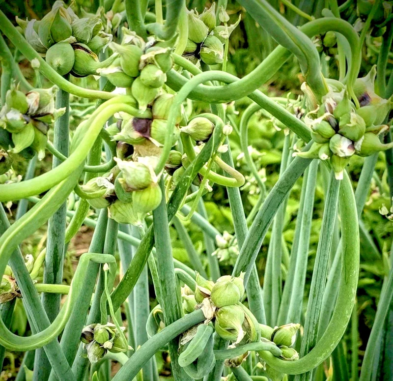 25 Egyptian Walking Onion Sets - Perennial Multiplier Tree Onion Bulbs for Outdoor Gardens - Image 3