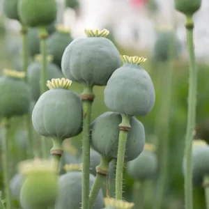 250 Giant Rattle Poppy Seeds - Papaver somniferum - Huge White Blooms - Annual - Image 2