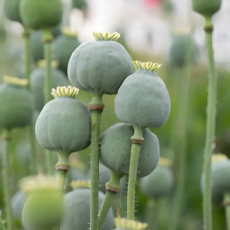 250 Giant Rattle Poppy Seeds - Papaver somniferum - Huge White Blooms - Annual - Image 2