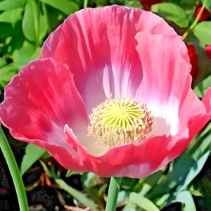 250 Giant Rattle Poppy Seeds - Papaver somniferum - Huge White Blooms - Annual - Image 3