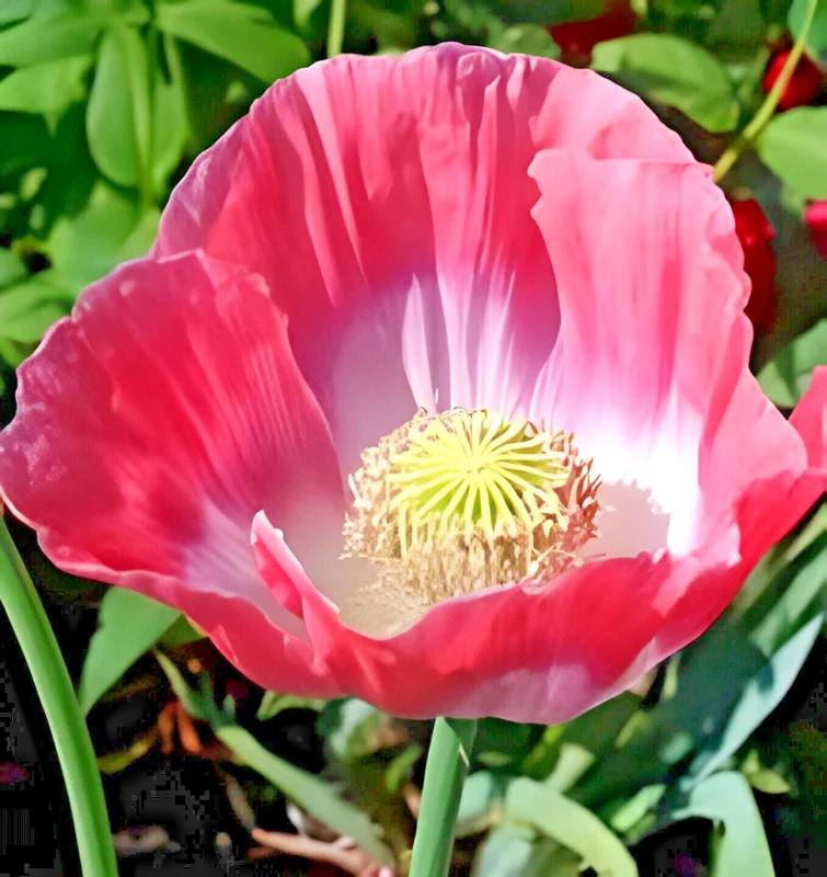 250 Giant Rattle Poppy Seeds - Papaver somniferum - Huge White Blooms - Annual - Image 3