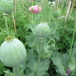 250 Giant Rattle Poppy Seeds - Papaver somniferum - Huge White Blooms - Annual - Image 4