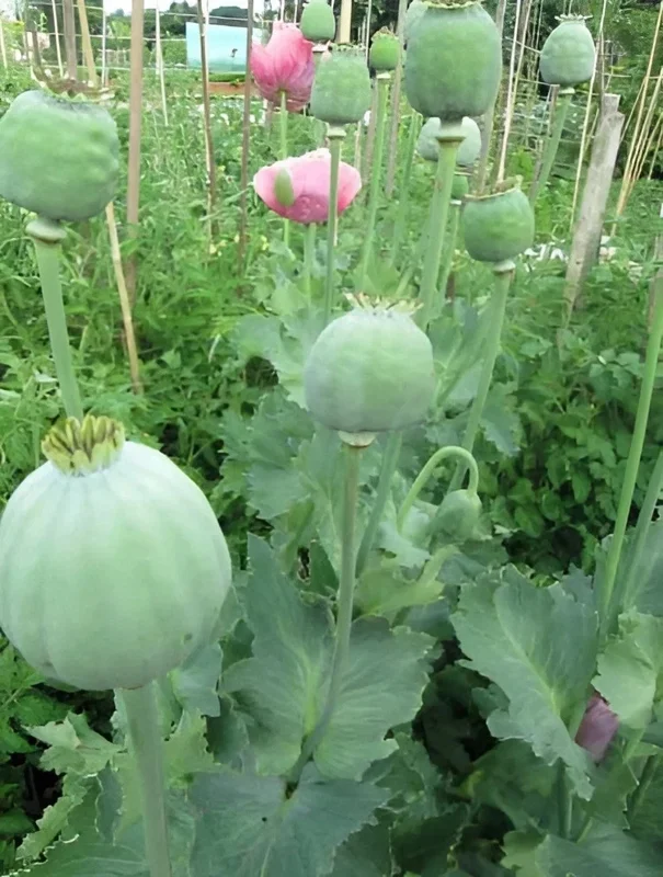 250 Giant Rattle Poppy Seeds - Papaver somniferum - Huge White Blooms - Annual - Image 4