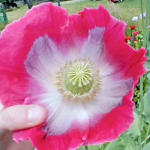 250 Giant Rattle Poppy Seeds - Papaver somniferum - Huge White Blooms - Annual - Image 5