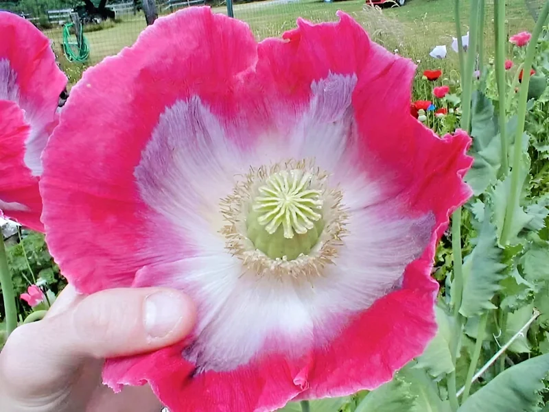 250 Giant Rattle Poppy Seeds - Papaver somniferum - Huge White Blooms - Annual - Image 5