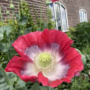 250 Giant Rattle Poppy Seeds - Papaver somniferum - Huge White Blooms - Annual - Image 6