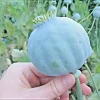 250 Giant Rattle Poppy Seeds - Papaver somniferum - Huge White Blooms - Annual - Image 1