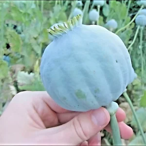250 Giant Rattle Poppy Seeds - Papaver somniferum - Huge White Blooms - Annual - Image 1