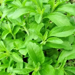 250 Stevia Sweetleaf Herb Plant Seeds - Natural Sugar Alternative for Planting - Image 1