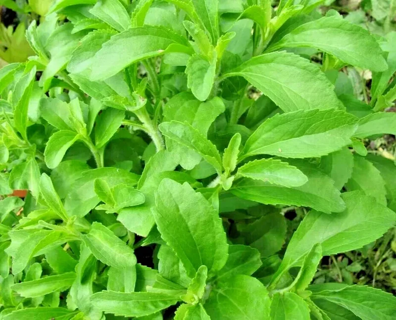 250 Stevia Sweetleaf Herb Plant Seeds - Natural Sugar Alternative for Planting - Image 1