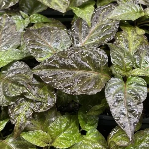 3 Primotali Red Super Hot Pepper Live Plants - 75+ Days Old, 6-12 inches tall, Outdoor - Image 2