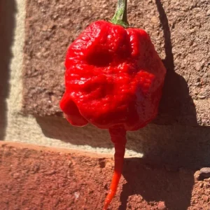 3 Primotali Red Super Hot Pepper Live Plants - 75+ Days Old, 6-12 inches tall, Outdoor - Image 3