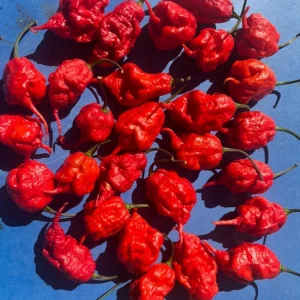 3 Primotali Red Super Hot Pepper Live Plants - 75+ Days Old, 6-12 inches tall, Outdoor - Image 4