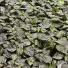 3 Primotali Red Super Hot Pepper Live Plants - 75+ Days Old, 6-12 inches tall, Outdoor - Image 1