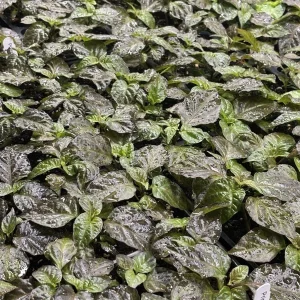 3 Primotali Red Super Hot Pepper Live Plants - 75+ Days Old, 6-12 inches tall, Outdoor - Image 1