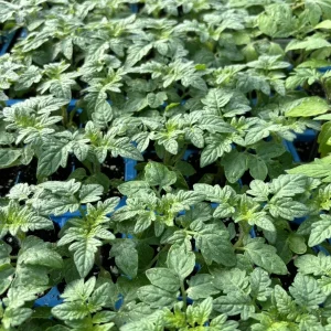 3 Red Cherry Tomato Live Plants, 6-10 inches, 60+ Days Old, Outdoor - Image 1