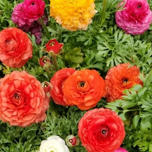 30 Mixed Ranunculus Seeds – Colorful Double Bloom Buttercups Perennial Flowers - Image 2