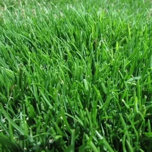 360,000 Emerald Zoysia Grass Seeds - Premium Lawn Turf, Drought & Heat Tolerant - Image 2