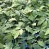 4 Big Beef Tomato Live Plants - 6-10 inches Tall, 60+ Days Old, Outdoor Vegetable - Image 1