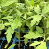 4 Celebrity Tomato Live Plants - Indeterminate, 6-10 inch, Disease Resistant - Image 1