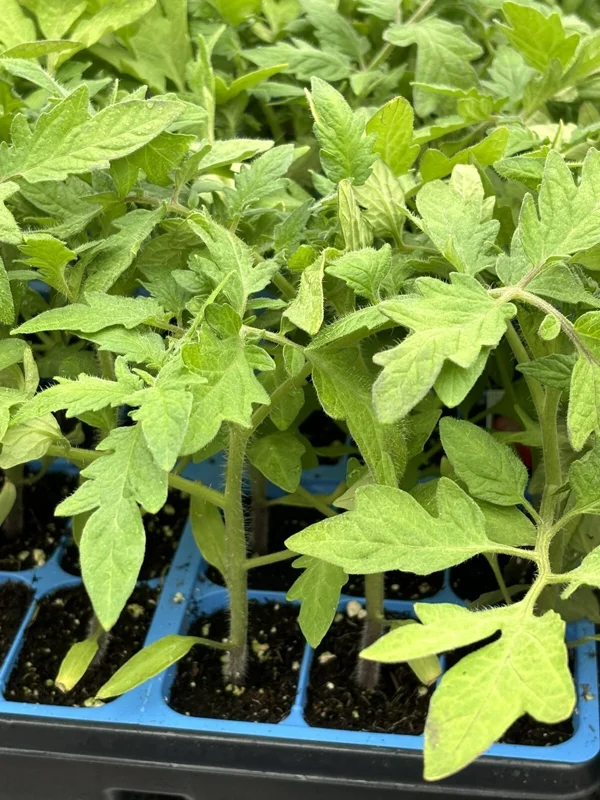 4 Celebrity Tomato Live Plants - Indeterminate, 6-10 inch, Disease Resistant - Image 1
