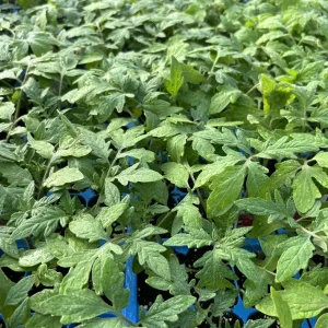4 Hungarian Giant Tomato Live Plants, 6-10 inches, Heirloom, Outdoor - Image 1