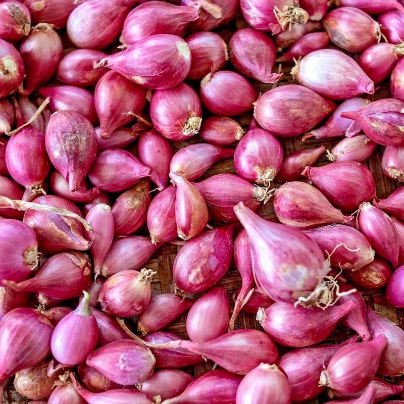 4oz Premium Red Shallot Bulbs for Planting - Gourmet Flavor & Strong Aroma - Image 1