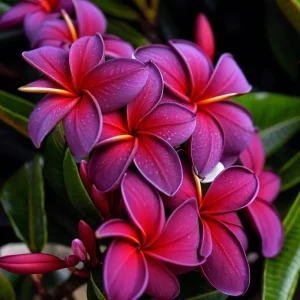 5 Black Purple Plumeria Seeds - Hawaiian Frangipani Flower Seeds Perennial - Image 1