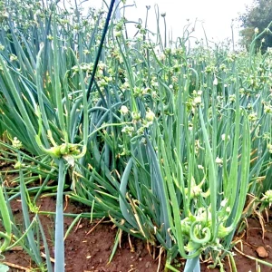 50 Egyptian Walking Onion Top Sets – Perennial Multiplier Onions – Hardy Tree Onions - Image 2