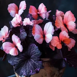 50 Heirloom Pink Butterfly Coleus Seeds - Ornamental Foliage Plant - Image 5