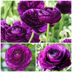 50 Purple Ranunculus Seeds – Double Bloom Buttercups – Vibrant Spring Flowers - Image 2