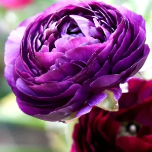 50 Purple Ranunculus Seeds – Double Bloom Buttercups – Vibrant Spring Flowers - Image 3