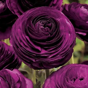 50 Purple Ranunculus Seeds – Double Bloom Buttercups – Vibrant Spring Flowers - Image 4