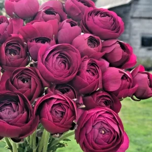 50 Purple Ranunculus Seeds – Double Bloom Buttercups – Vibrant Spring Flowers - Image 1