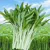 50+ White Stem Water Spinach Seeds - Ong Choy / Kong Xin Cai - Easy Grow Vegetable Seeds - Image 1