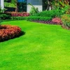 500 Emerald Zoysia Grass Seeds - Premium Lawn Turf, Drought & Heat Tolerant - Image 1