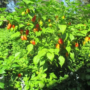 6 Carolina Reaper Live Plant Starts - 75+ Days Old, Super Hot Pepper - Image 10