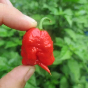 6 Carolina Reaper Live Plant Starts - 75+ Days Old, Super Hot Pepper - Image 11